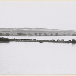 Cattle walking along narrow river point